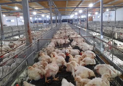 برنامج تنمية الثروة الحيوانية