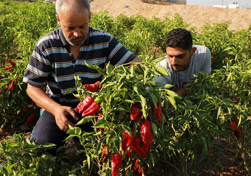 برنامج الإنتاج العضوي